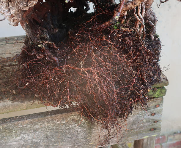 2026 03 03 Cotinus coggygria  (3)