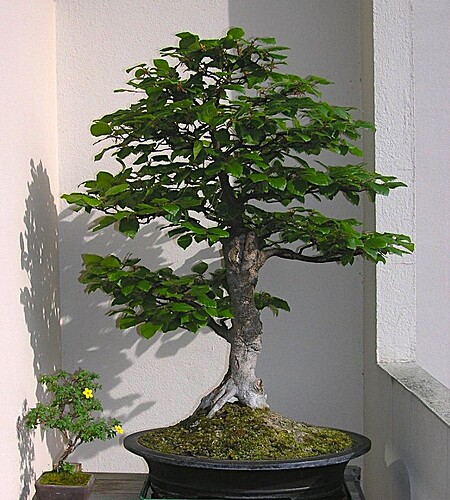 29c