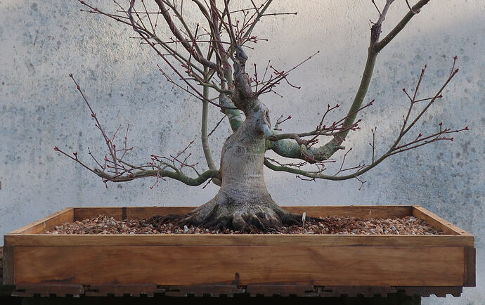 acer palmatum beni tsukasa 2026 02 25 (9)