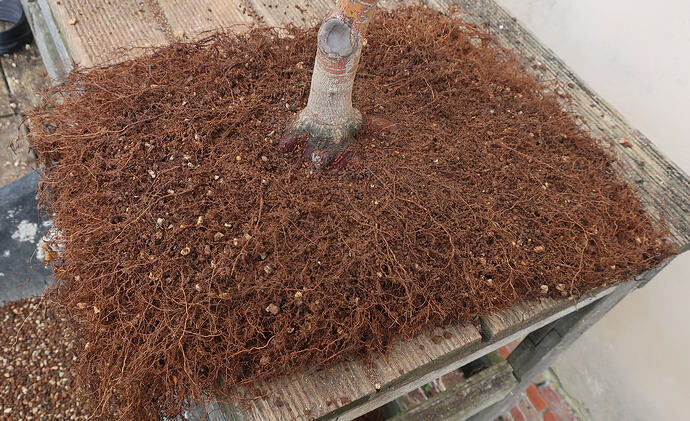 acer palmatum senkaki 2026 03 10 (2)