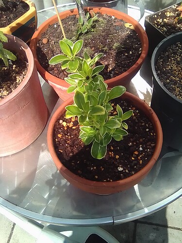 plant 2