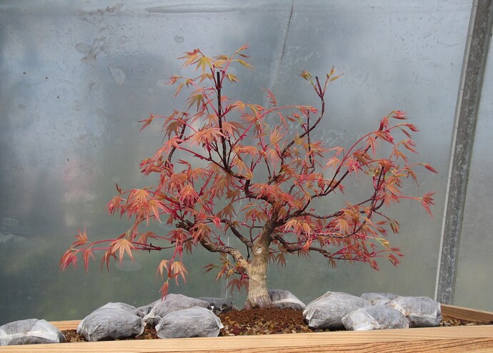 acer palmatum beni tsukasa 2019 04 12 001