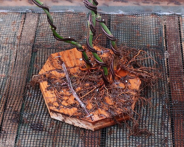 acer palmatum koto no ito 2020 03 09 004