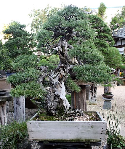 pinus pentaphylla06