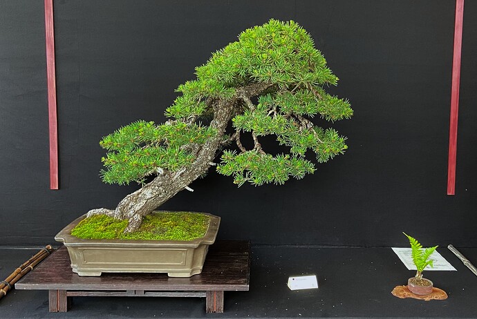 9 - Arbre - Francois Besnard