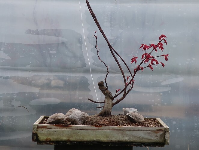 acer palmatum deshojo 2022 03 30 (1)