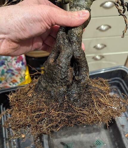 PXL_20250207_110638234