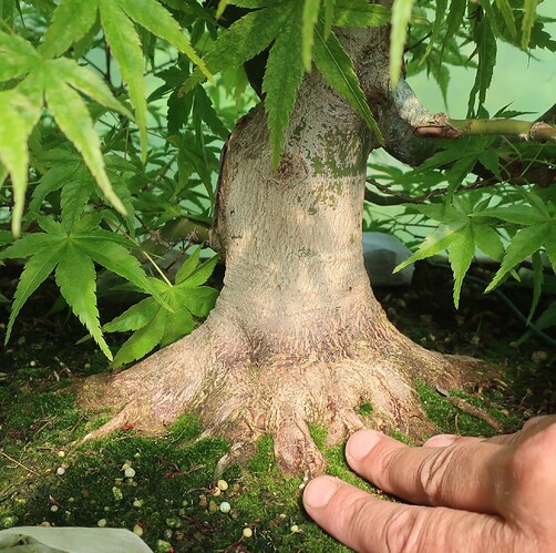 acer palmatum beni tsukasa 2025 05 12 (2)