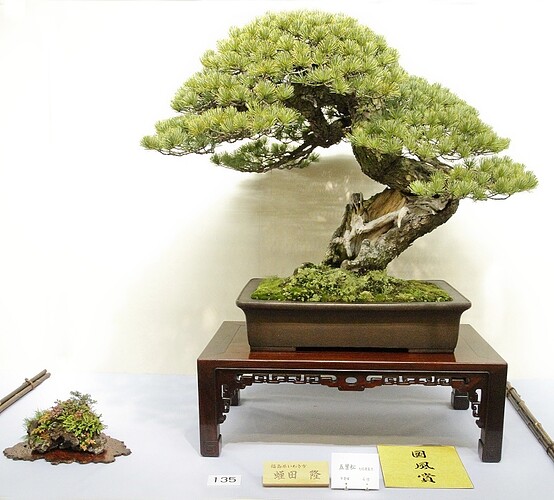 pinus pentaphylla Kokufu3