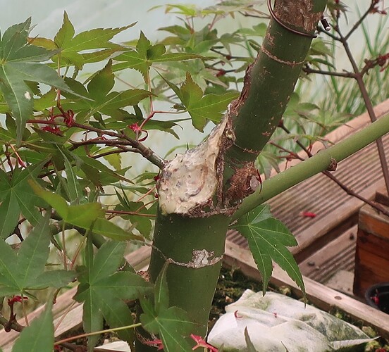 acer palmatum deshojo 2025 05  21 (3)