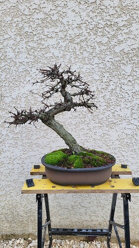 20251224_155241_resized