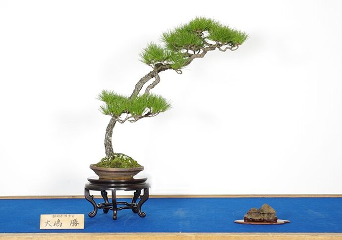 pinus densiflora lettré shakan