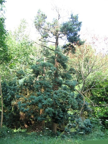 chamaecyparis pisifera