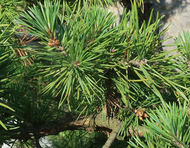 pin sylvestre sankan 2026 06 19 (1)