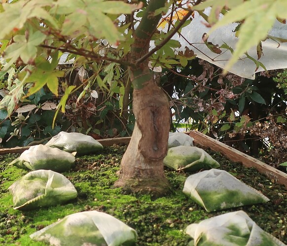 acer palmatum deshojo 2025 10 09