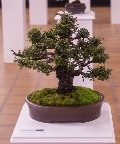 IMGP2987