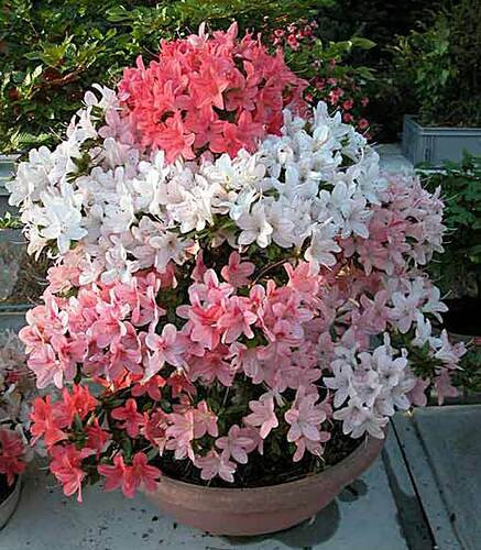 fleurs16