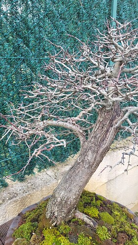 20250202_153933_resized