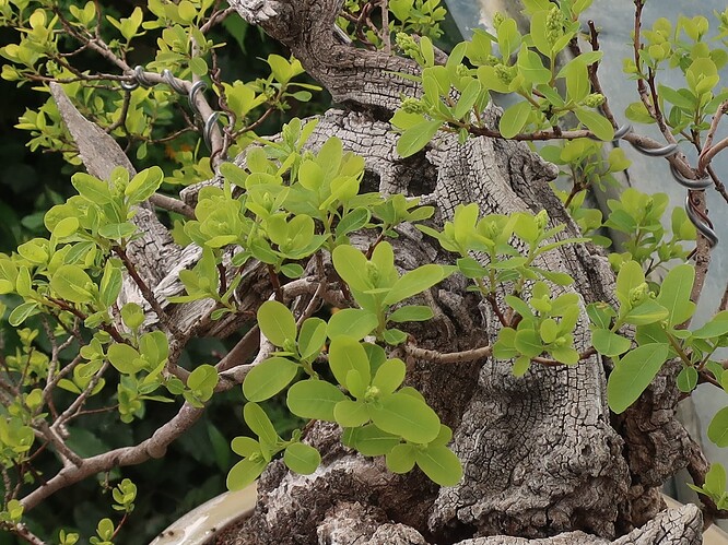 2025 04 17 Cotinus coggygria (2)