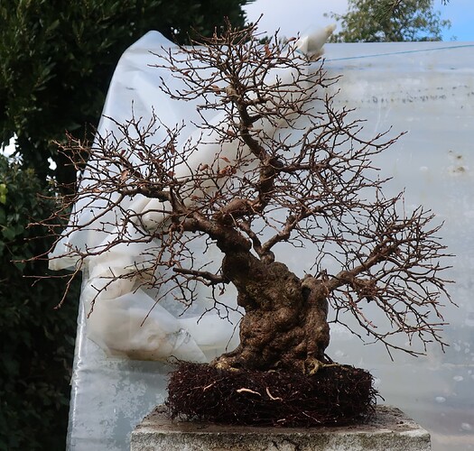 carpinus coreana 2025 03 13 (7)