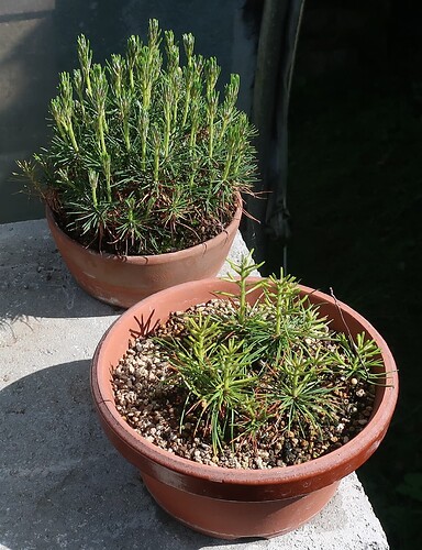 pinus pentaphylla semis 2025 04 23