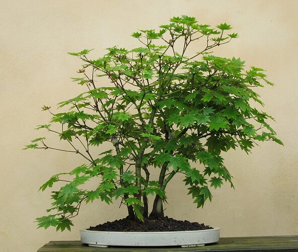 acer pseudosieboldianum 2014 05 01 001