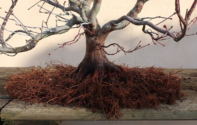 acer palmatum beni tsukasa 2021 03 17 003