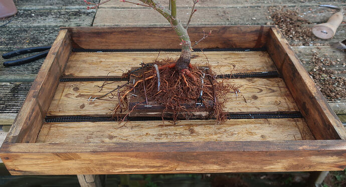 acer palmatum arakawa 2026 03 02 (10)