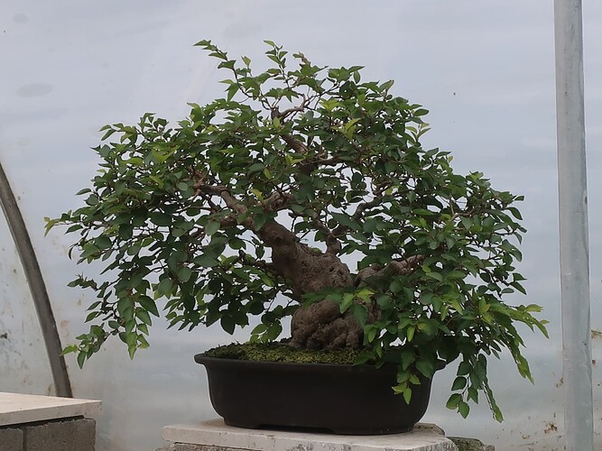 carpinus coreana 2025 07 17 (1)