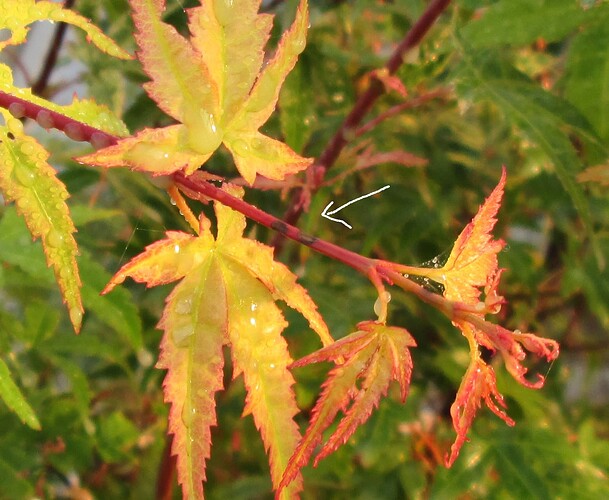 acer palmatum beni tsukasa 2019 07 24 004