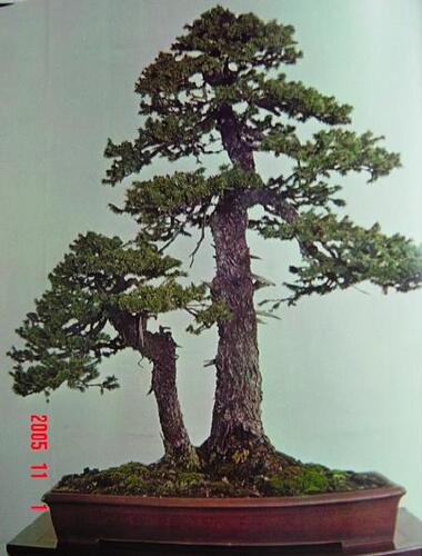 picea sokan