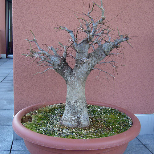 12_octobre2006