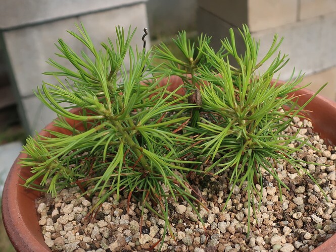pinus pentaphylla semis 2025 05 12
