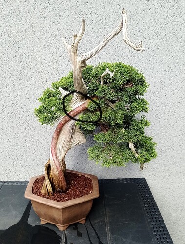 IMG_20250301_115943 - Copie