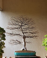 IMG_1016c