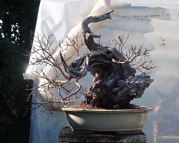 2025 03 13 Cotinus coggygria (7)