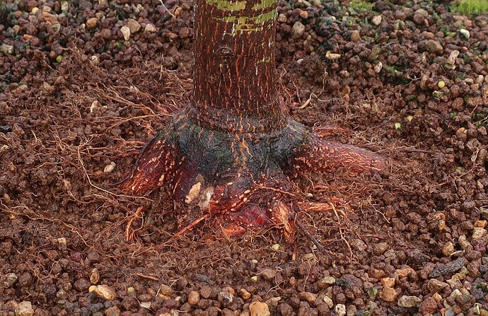 acer palmatum senkaki 2025 07 07 (4)