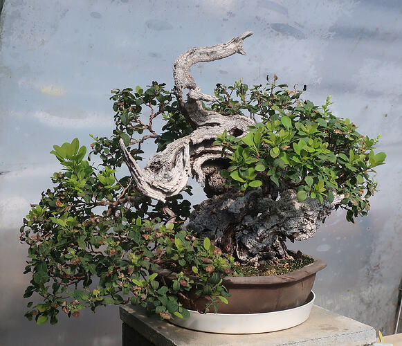 2026 08 31 Cotinus coggygria (4)