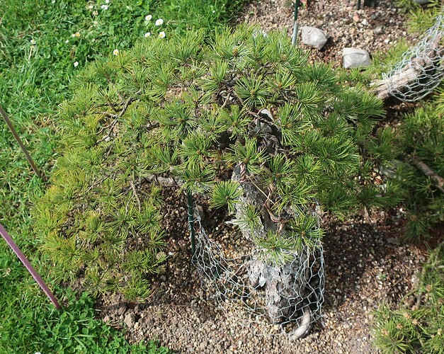 pinus pentaphylla shari 2025 04 24 (1)