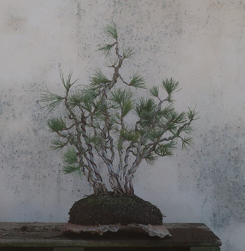 pin flexible 2026 03 04 (1)