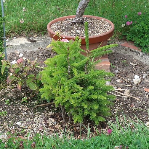 picea glehnii 2025 06 10 (1)