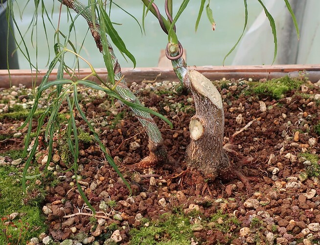 acer palmatum koto no ito 2022 05 31 (5)