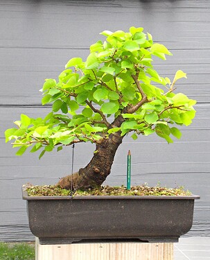 SAINTE-LUCIE_N5_31juillet