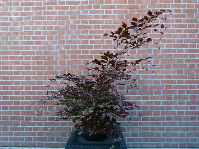 P1180520