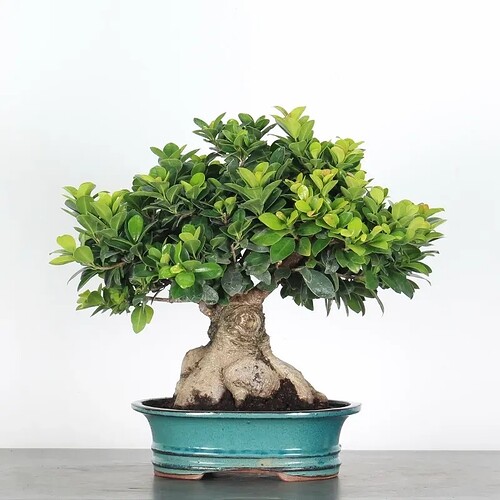 ficus-ginseng-1-3
