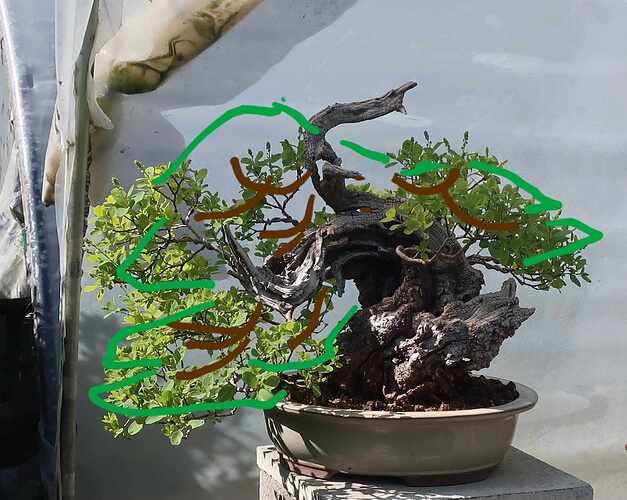 2025 04 23 Cotinus coggygria (1virtEDO)