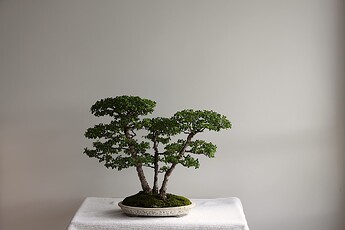 IMG_0987c