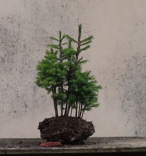 picea glehnii 2025 06 10 (5)