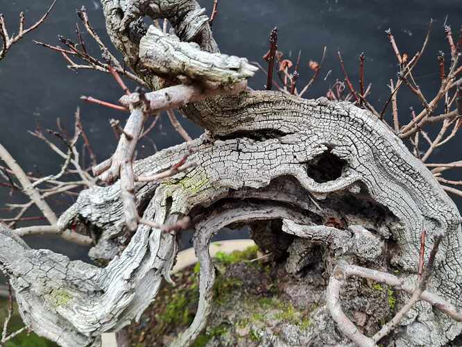 2024 11 18 Cotinus coggygria (6)