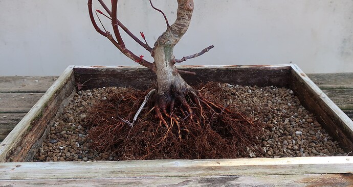 acer palmatum deshojo 2022 03 23 (10)